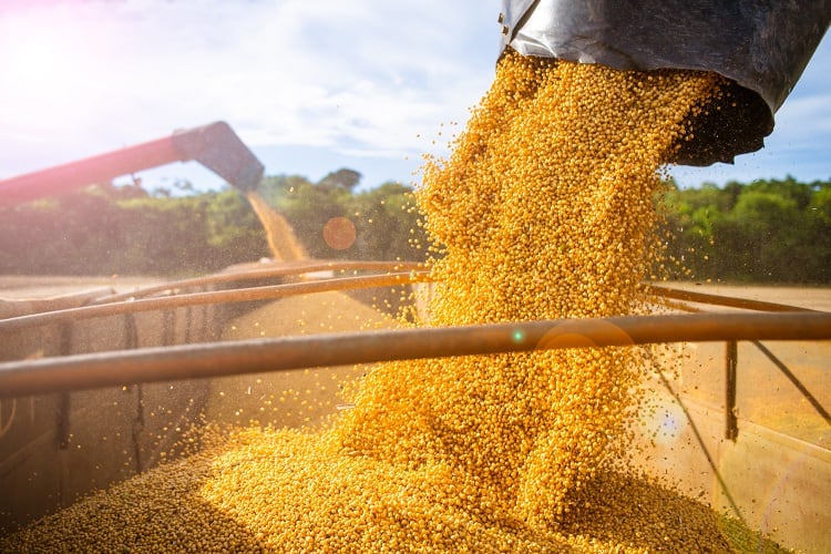 More sustainable, more resilient, and more of it: Rabobank on growth in soy