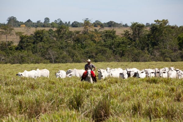 Brazilian-cattle.jpg