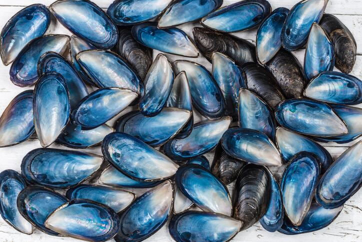 How mussels may help solve the microplastics problem
