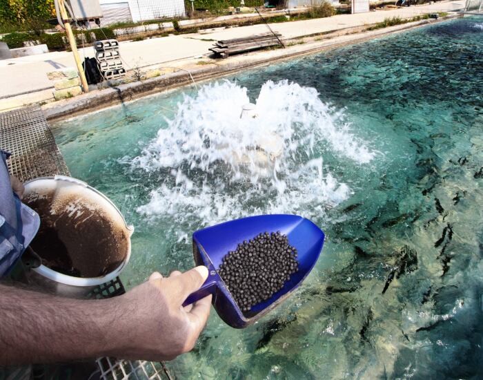 GettyImages-Seraficus-fish-farm-aquaculture.png