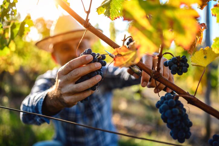 Europe forecasts historically low wine harvest