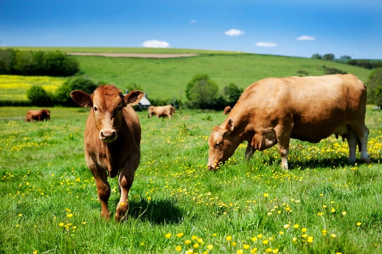 Cows-grazing-sunshine-GettyImages-LockieCurrie.jpg