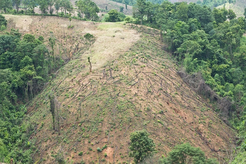 Food-companies-and-palm-oil-producers-join-forces-to-tackle-deforestation.jpg
