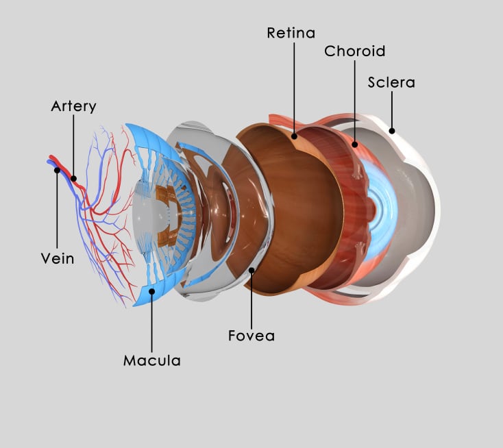 eye-retina-carotanoid-lutein.jpg