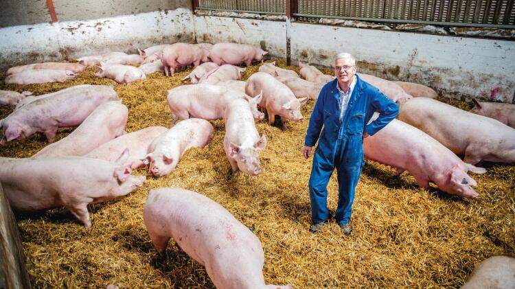 Aldi partners with Tulip for Scottish pork products 