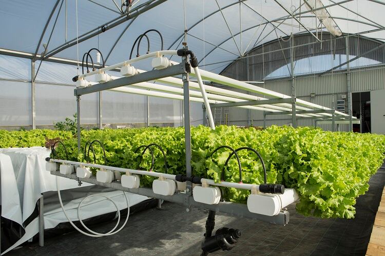 Atlantic-Farms-Vertical-farming-start-up-eyes-ready-to-eat-salad-market.jpg