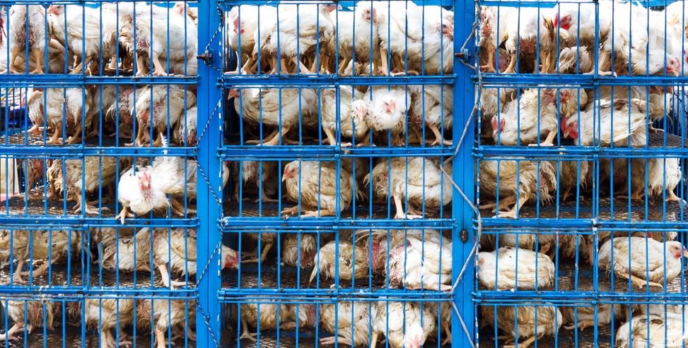 Labelling-change-would-put-animal-welfare-at-the-heart-of-purchase-campaigners-urge.jpg