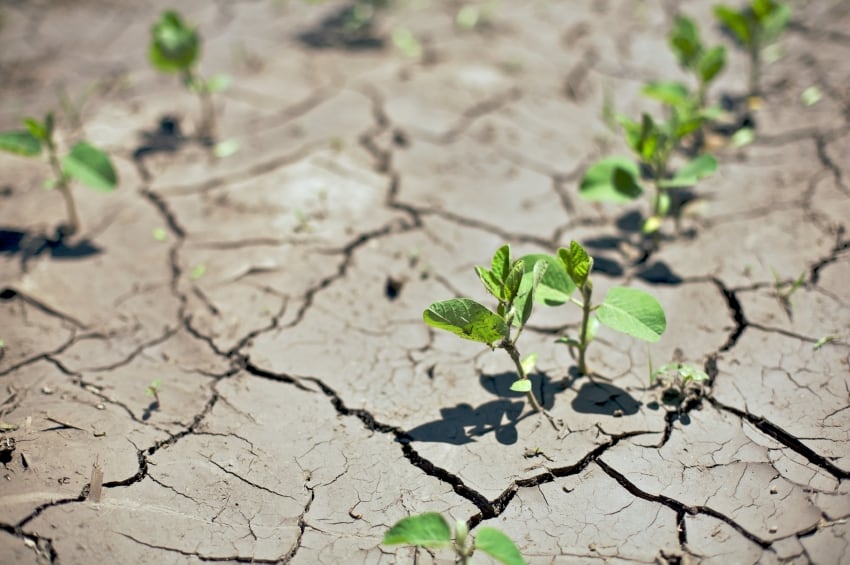 Drought in Europe: Food production hit by adverse weather as EC details support measures