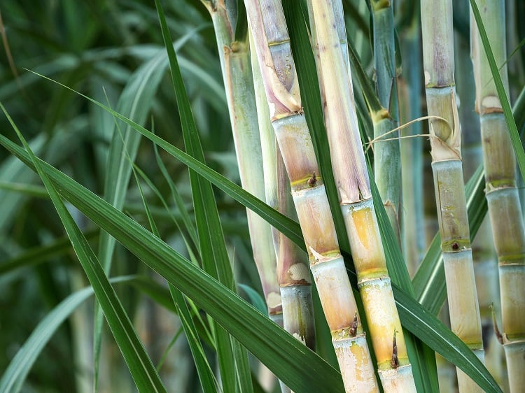 Sugarcane waste upcycled into plastic-free packaging: ‘Dispose SupraPulp the same way you would your salad’