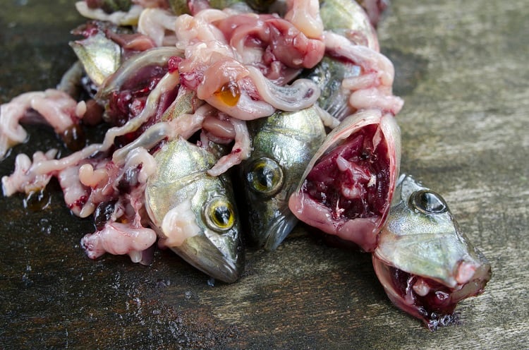 fish-pamppa.jpg