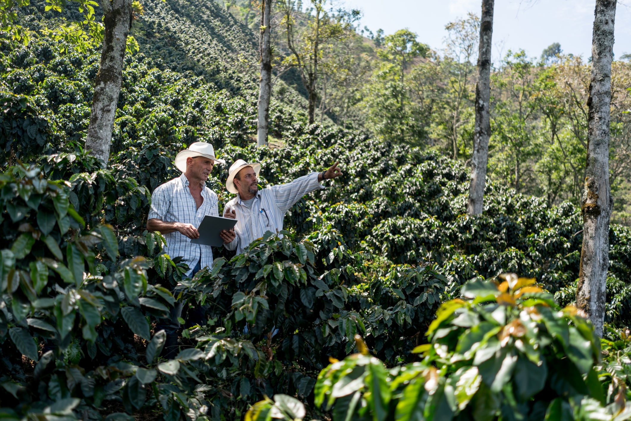 Colombian men working at a farm harvesting coffee and talking about the plantation - agriculture concepts