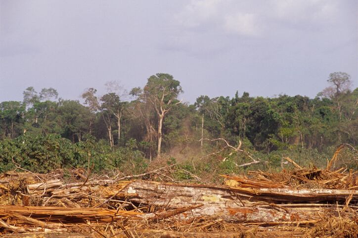 EU Parliament: ‘We have no choice but to ramp up our efforts to halt global deforestation’