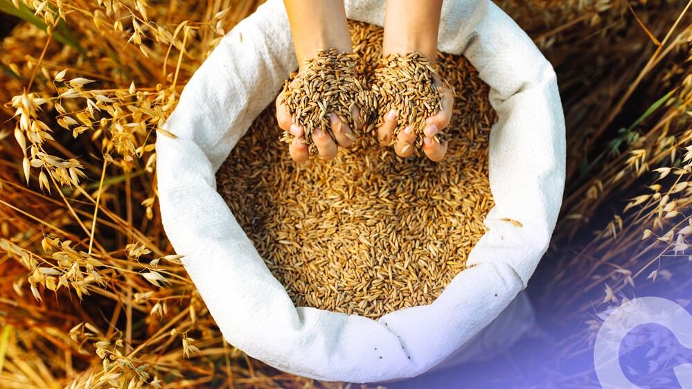 Functional energy: How oat protein and fibre is emerging as the next-gen superfood
