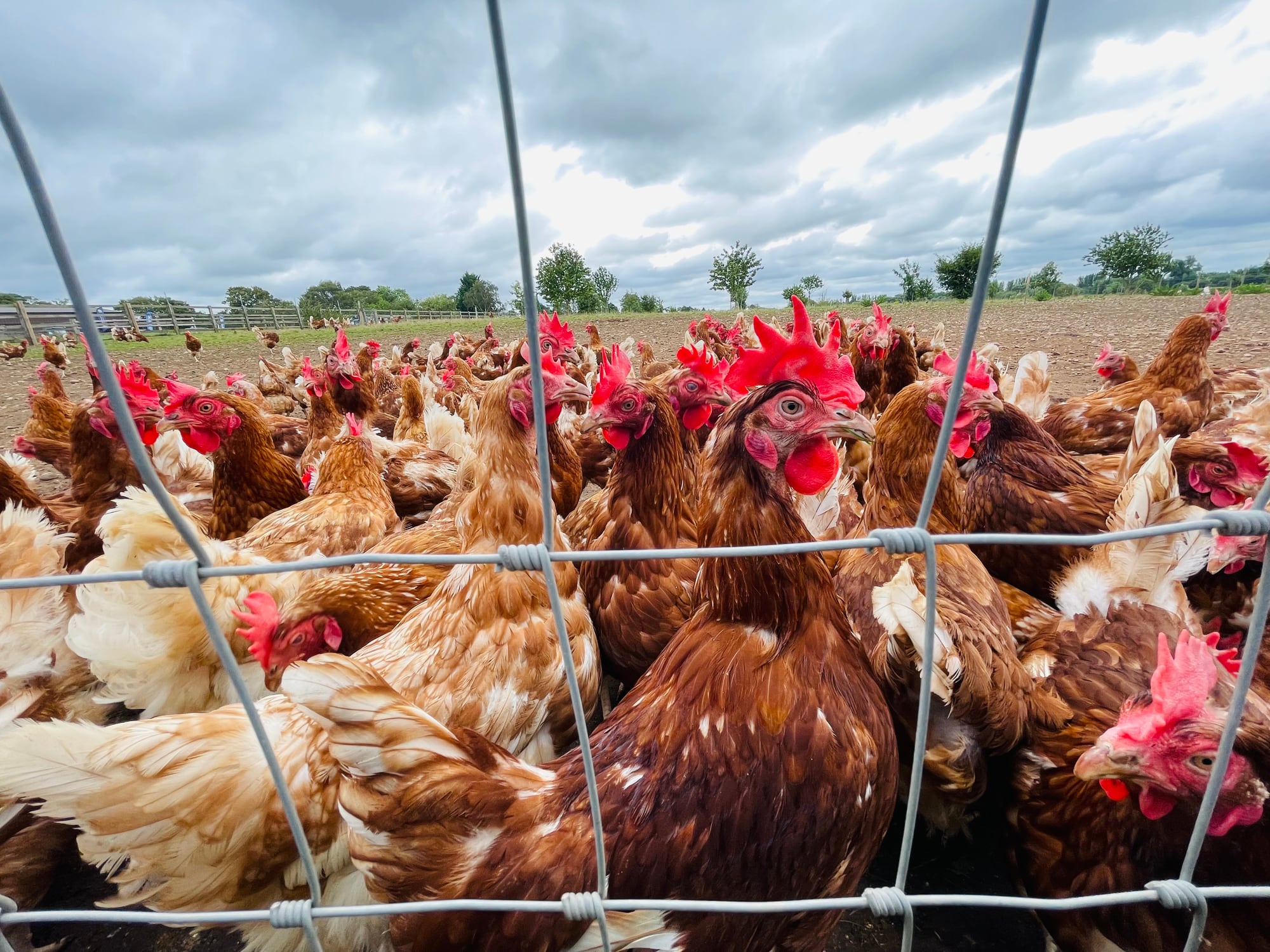 Free range hens in field , behind fence.