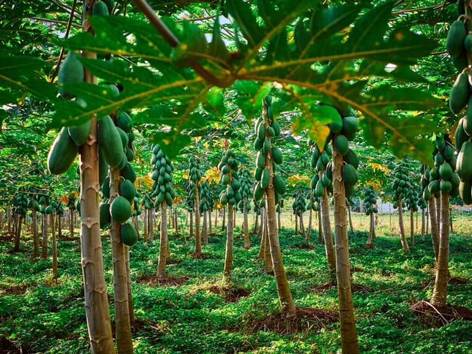 Costa Rica moves towards sustainable, low-emission agriculture
