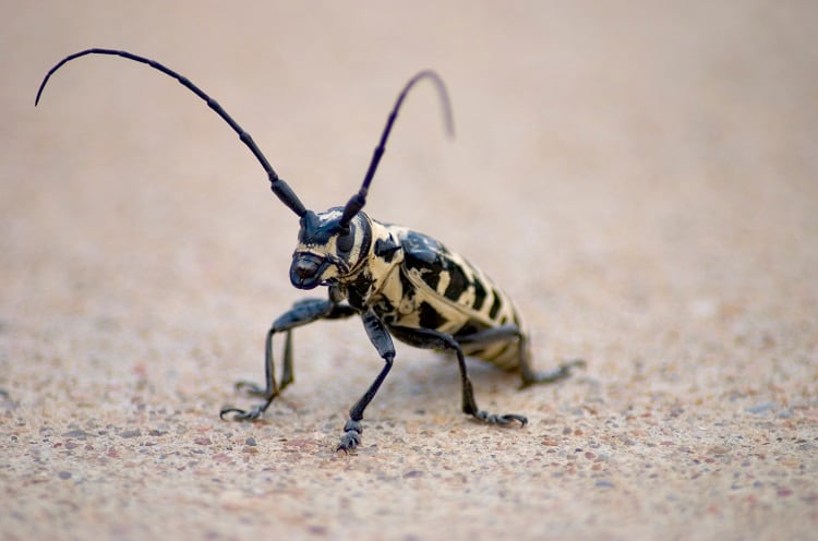 Plant health: Twenty ‘priority pests’ published
