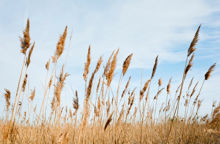 Eastern promise: why the UK’s Norfolk and Suffolk are vying to unlock their agri-tech potential