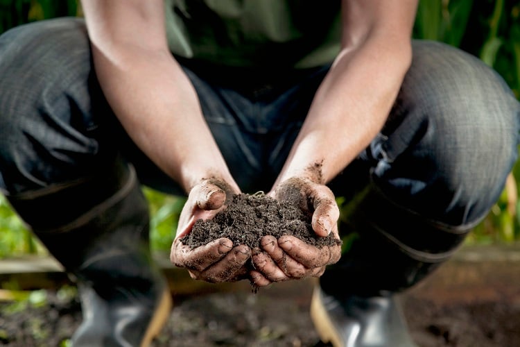 Is zinc the secret to replenishing soil nutrients?