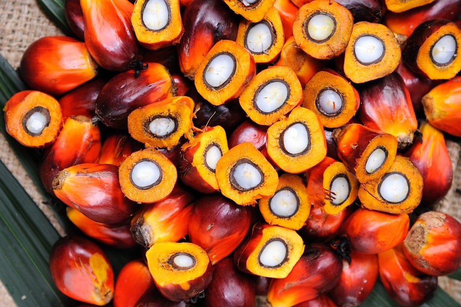 Guatemala’s palm grower association advances zero deforestation 
