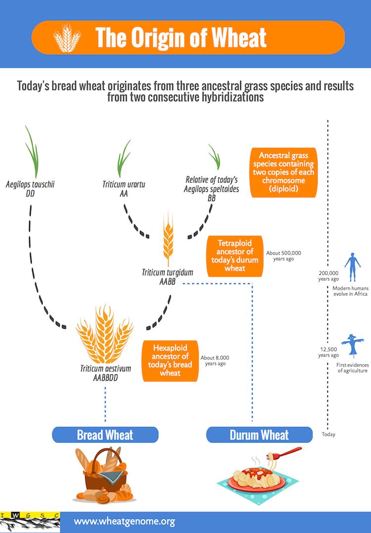 IWGSC-infographic_origin-of-wheat_750.png