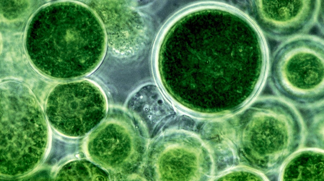 Microalgae.jpg