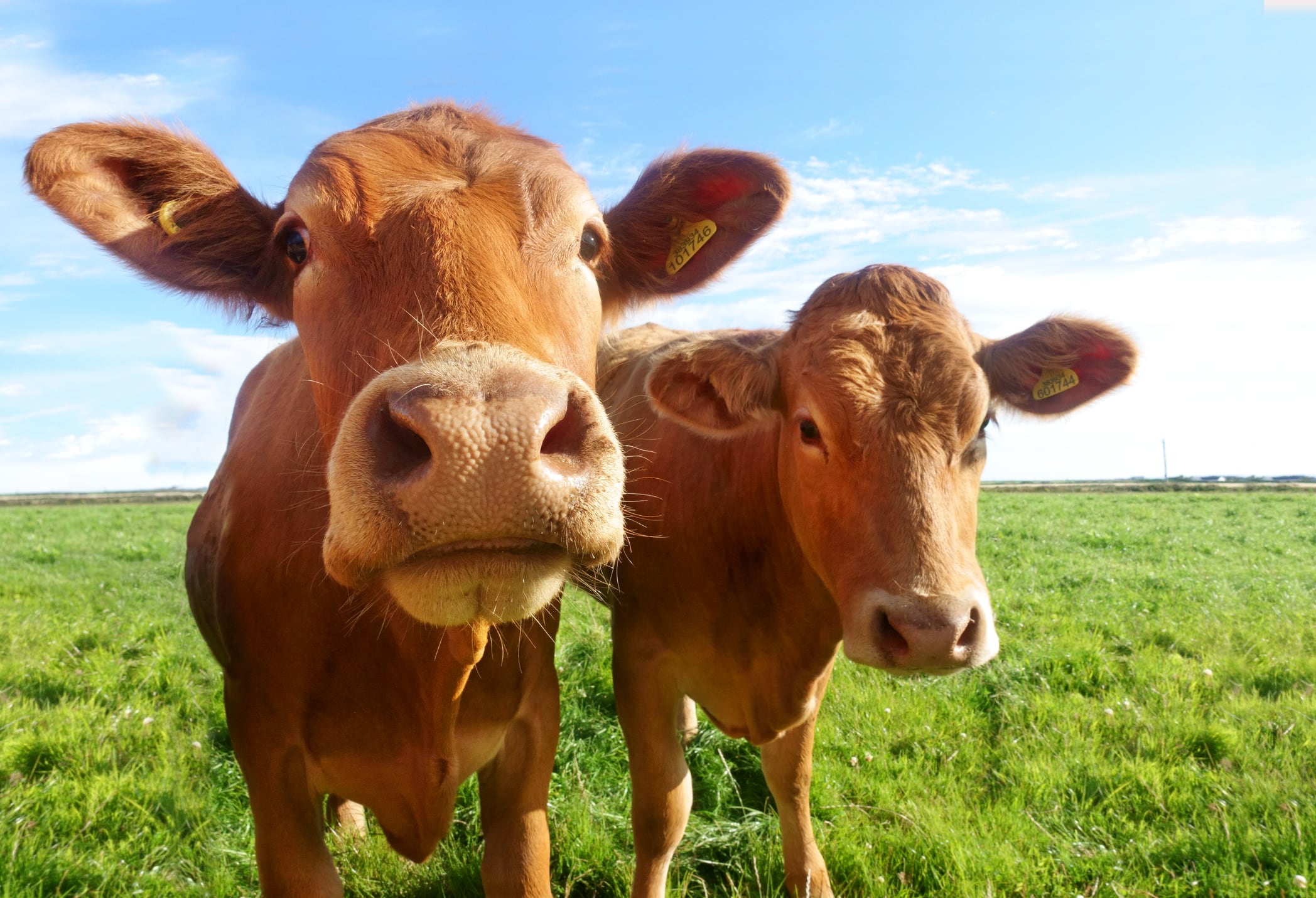 US dairy farm numbers set to fall below 20,000 amid industry consolidation