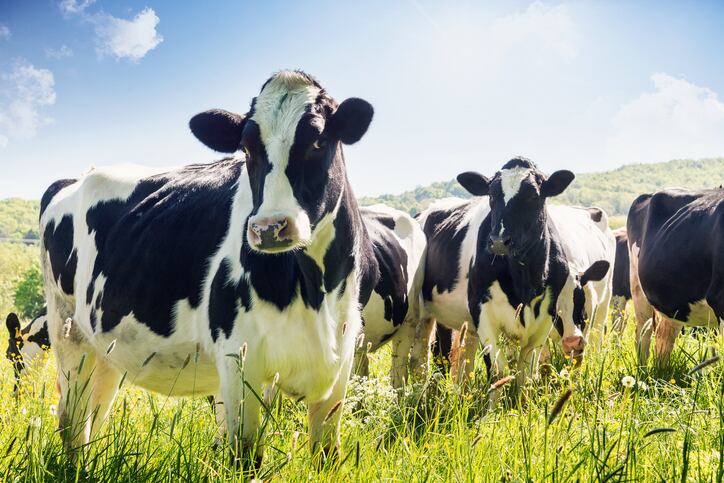New biological pathway identified to improve dairy cattle health and productivity