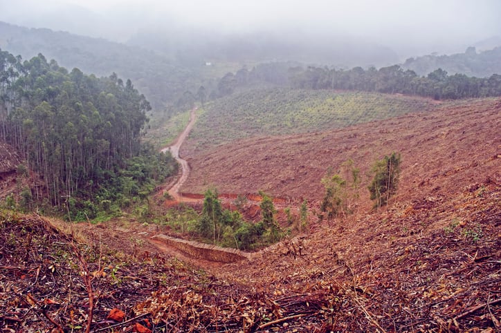 ‘There is a sense of impunity in both Brazil and Bolivia about deforestation and burning’