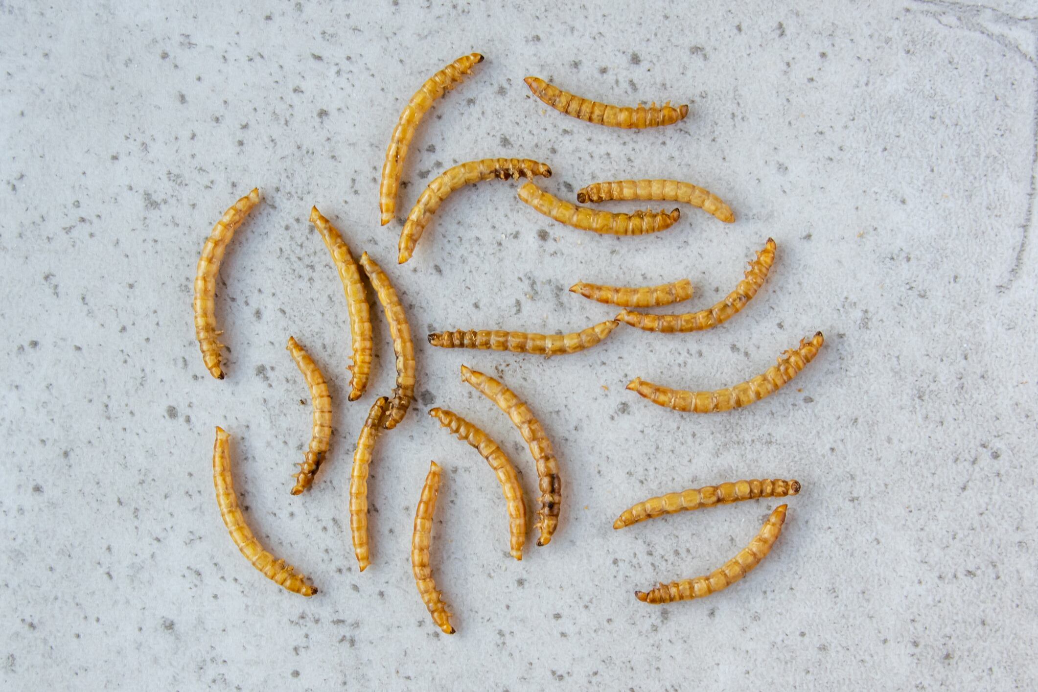Yellow mealworm.
