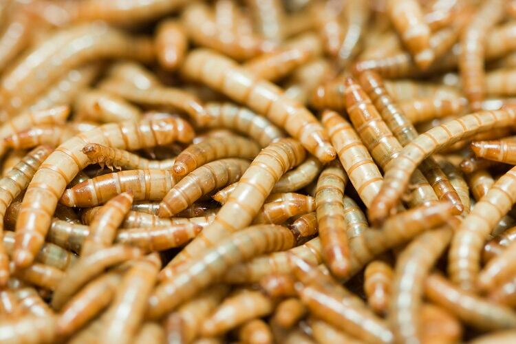 mealworms-penpeng.jpg