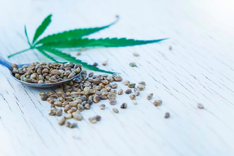 EFSA concern over THC levels in hemp products