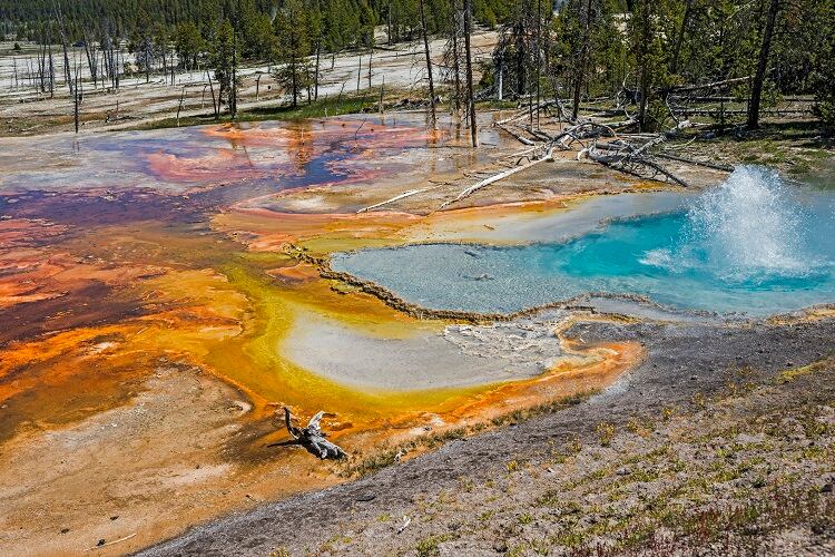 archaea-Gerald-Corsi.jpg