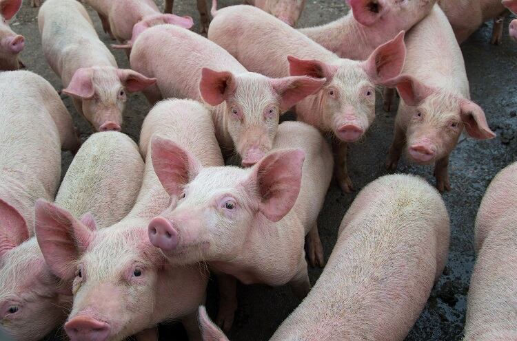 Red Tractor digs into consumer perceptions of animal welfare: ‘The majority of shoppers don’t want to know too much’
