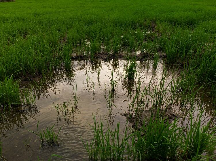 Can rice be made more sustainable?