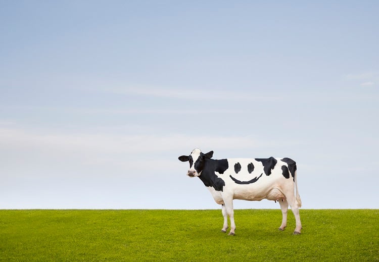 Real-time facial recognition tech developed for cows and pigs: ‘Animal emotions directly impact meat quality’