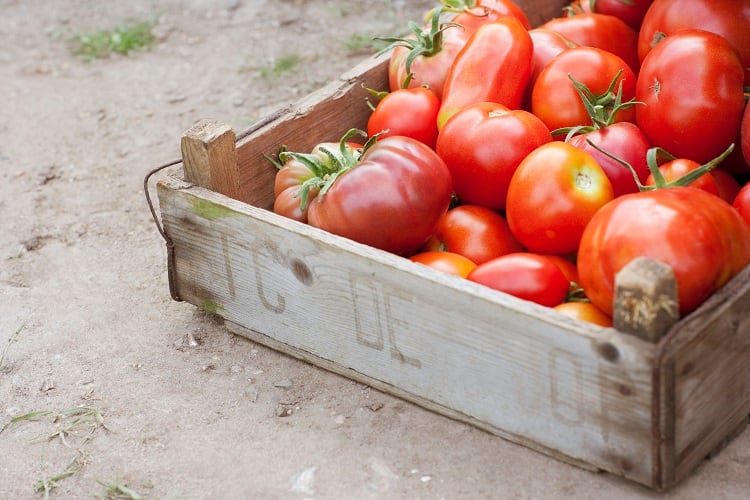 Rot-resistant mutations and AI-fuelled robots – advancements in tomato cultivation