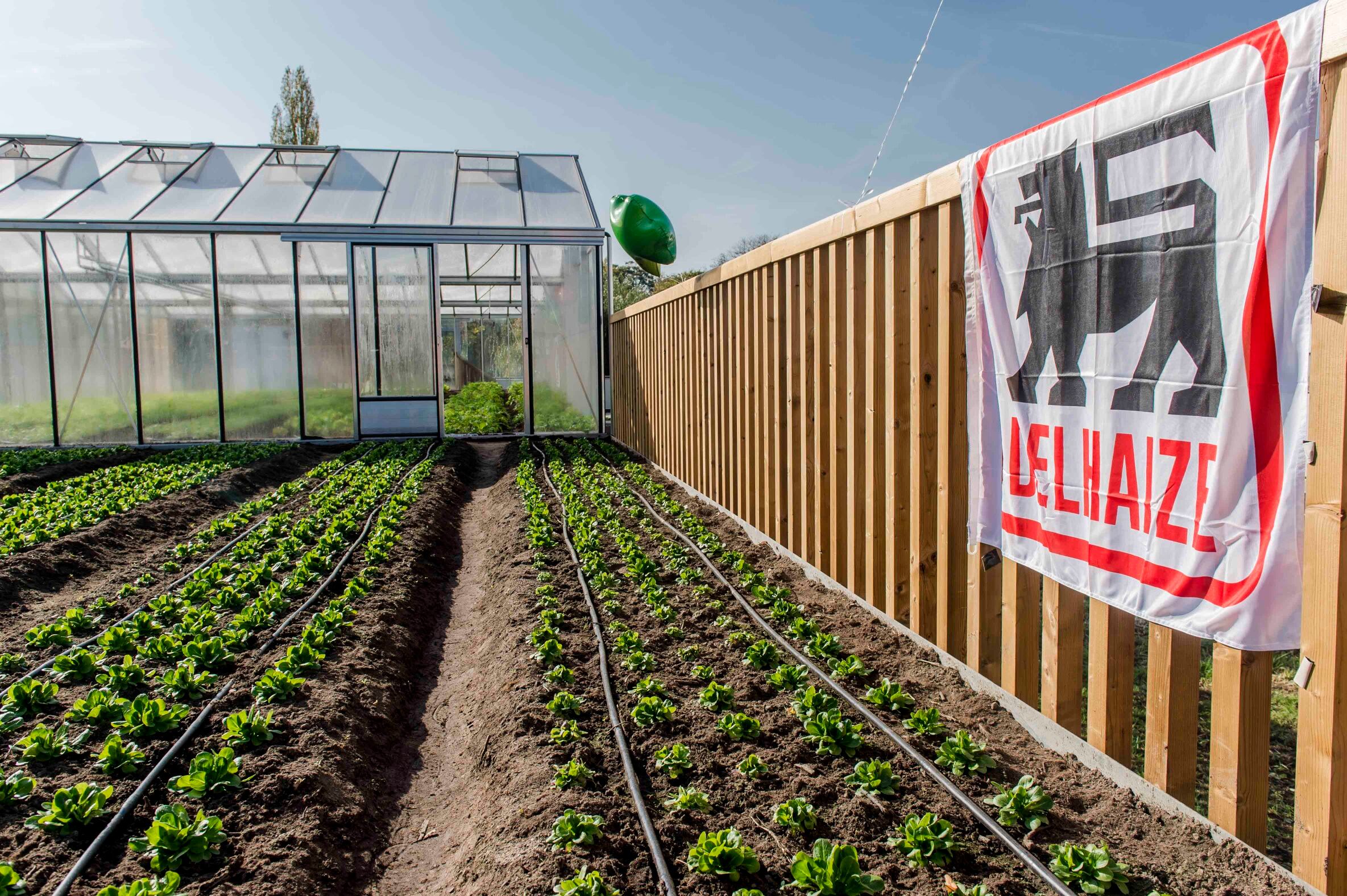Delhaize-rooftop-farm.jpg