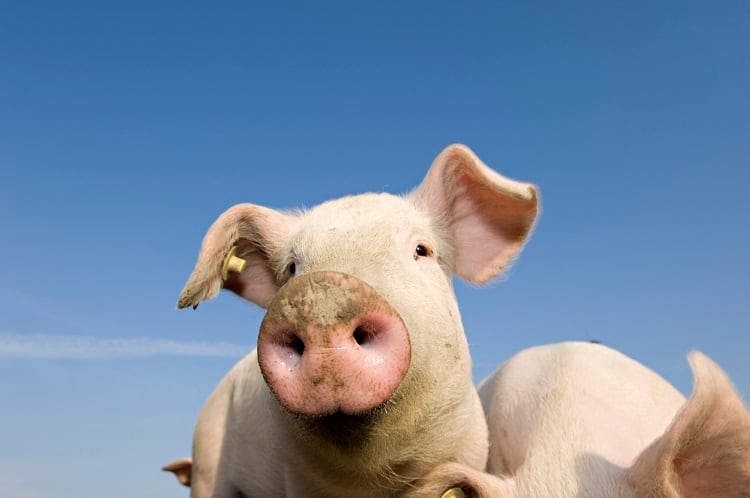 Belgium’s first national animal welfare standard developed for pork