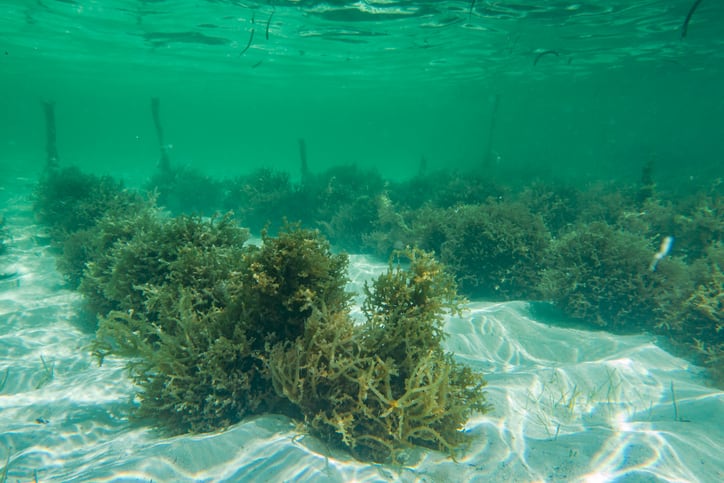 Super nutritious ‘enriched seaweed’ that can help ease global food crisis unveiled by scientists