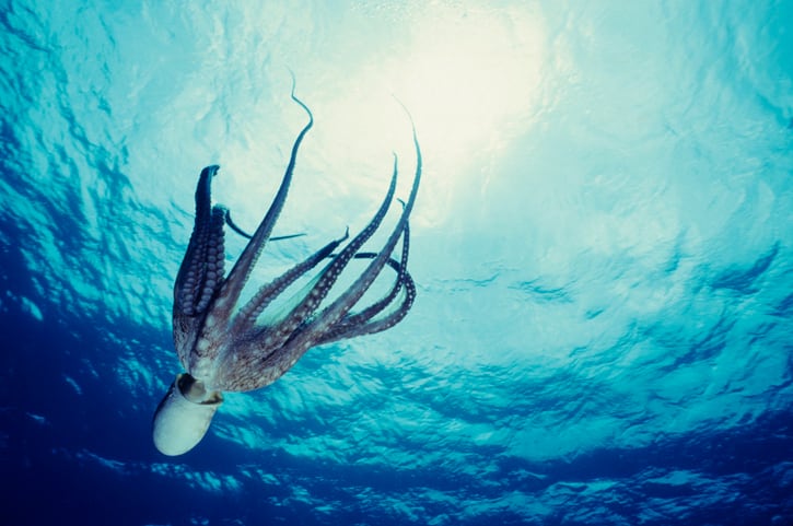 Unnecessarily cruel or a necessary solution? The octopus farming debate rages  