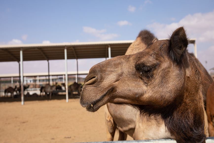 UAE’s Al Ain Farms CEO exclusive 2: Camel milk export plans to China revealed and COVID-19 impact assessed