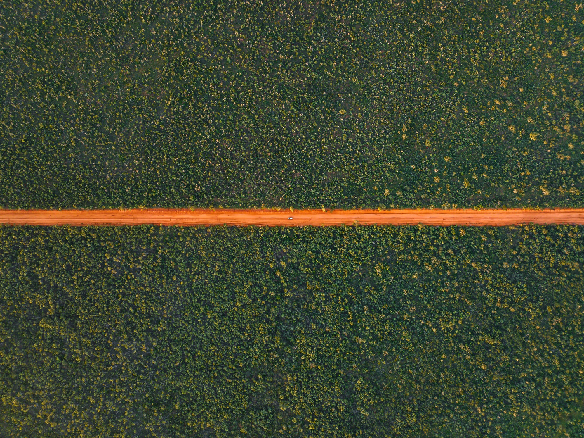 Overhead shot of forest