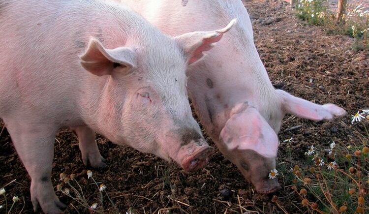 AHDB launches pig building survey