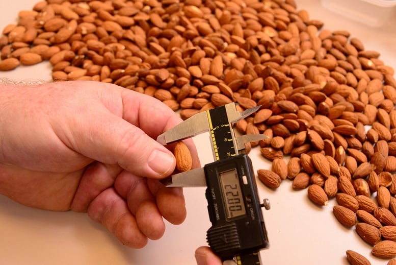 Almonds.jpg