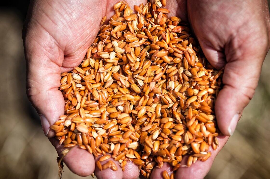 Brown-Rice-1.jpg