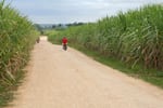 sugar-cane-istock-LyaC.jpg