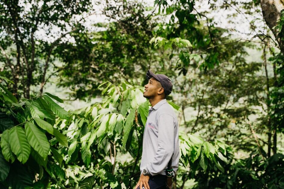 How cocoa is driving peace in Colombia