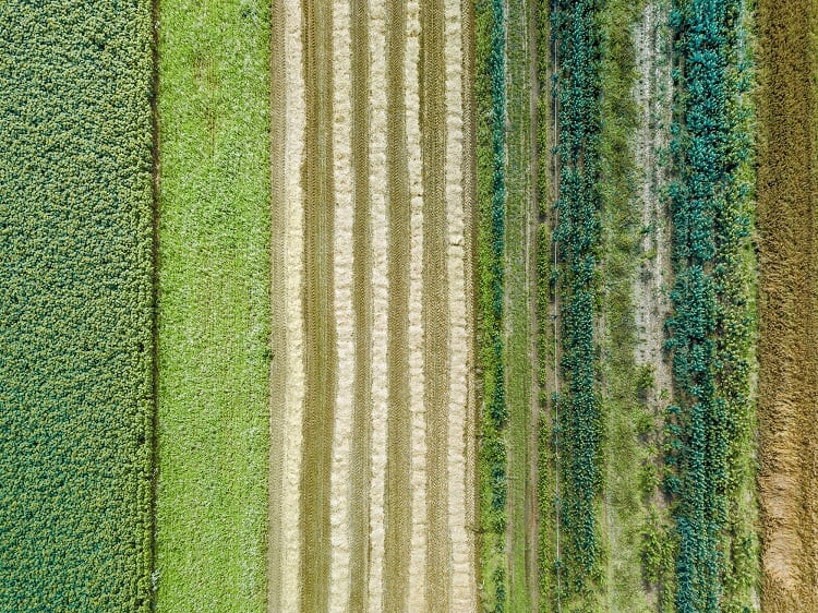 Intercropping to boost yield, resilience, and biodiversity: ‘It’s practiced globally…but we haven’t got to grips with it in Europe’