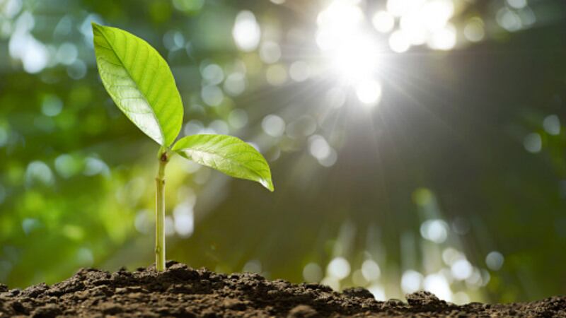 Asia-s-plant-based-market-Socioeconomic-and-cultural-norms-could-present-significant-challenges-to-growth-say-experts.jpg