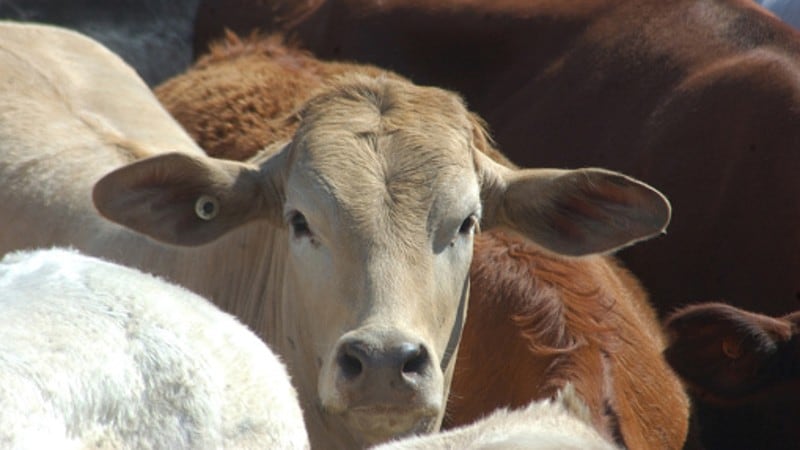 Free-trade-frustration-Cold-chain-and-cattle-disputes-hold-Indonesia-back-despite-Australia-deal.jpg